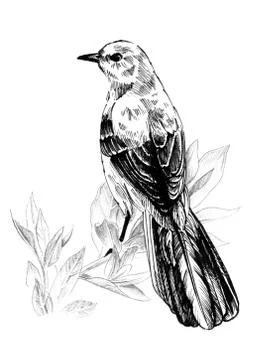 Mockingbird sitting on a branch. Ink graphics. Stock Illustration