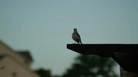 Mockingbird sitting on a wood post Vídeo Stock 53176704