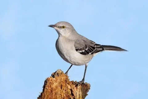 Mockingbird on a stump Stock Photos