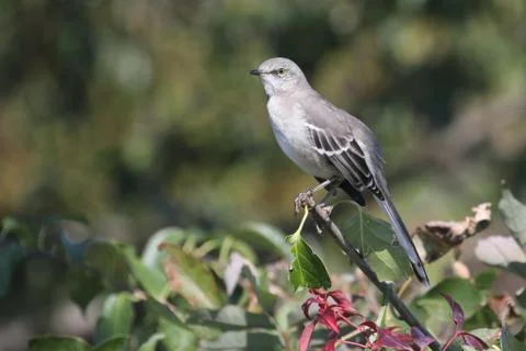 Mockingbird on a stump Stock Photos
