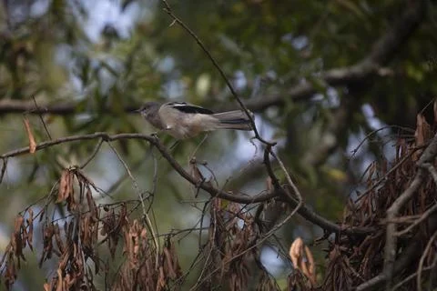Mockingbird Taking Off Stock Photos