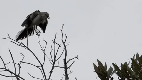 Mockingbird vocalizes with chirps and other sounds Stock Footage 322552286