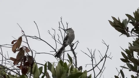 Mockingbird vocalizes in a tree Stock Footage 315462891
