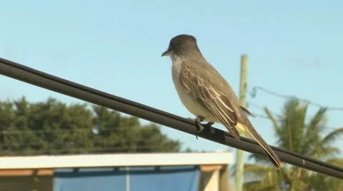 Mockingbird on a wire Stock Footage 10908944