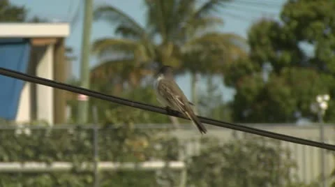 Mockingbird On A Wire wide and close up Stock-Footage 10908954
