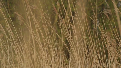 Mockingbird_reed 스톡 동영상 49161685