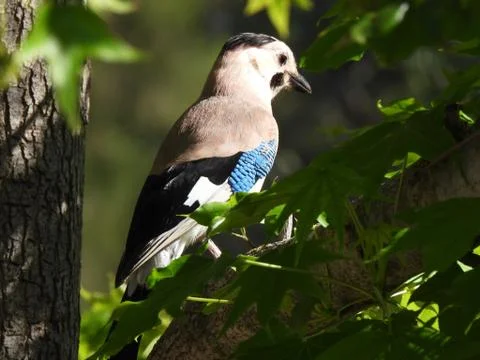 Mockingjay bird Jay Stock Photos