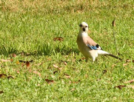 Mockingjay bird Jay Stock Photos
