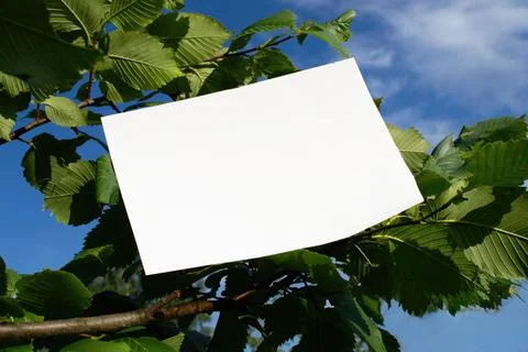 Mockup of A4 sheet on hazel tree branches Stock Photos