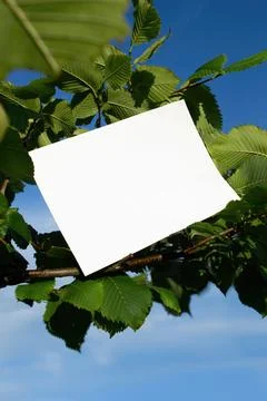 Mockup of A4 sheet on hazel tree branches Stock Photos