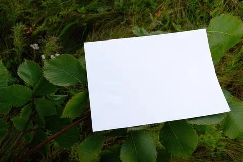 Mockup of A4 sheet on hazel tree branches Stock Photos