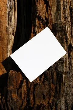 Mockup of A4 sheet of paper on the red bark of a tree trunk Stock Photos