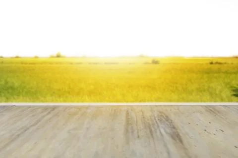Mockup a concrete path over a large rice field. Stock Photos