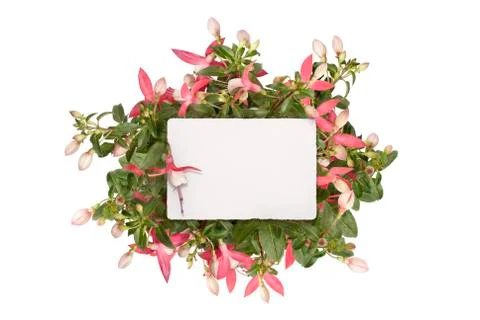 Mockup flat lay of blank white paper card in pink fuchsia plug plant Stock Photos