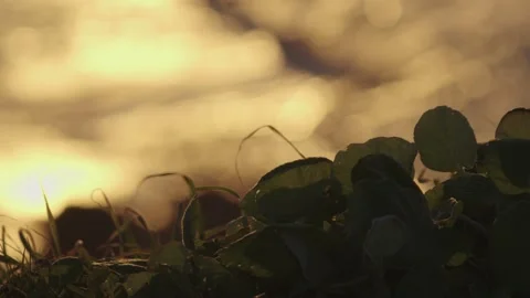 Mockup. Leaves dancing in the wind and the play ofsun on surface of sea Stock Footage 231476853
