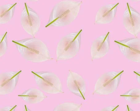 Mockup of the postcard design. pattern Beautiful pastel pink workspace decorated Stock Photos