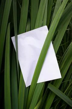 Mockup of a white A4 sheet on a background of green leaves . Stock Photos