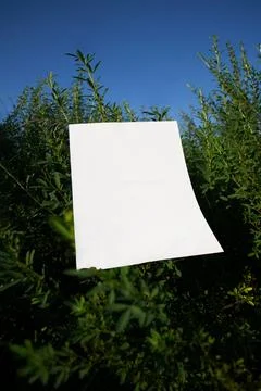 Mockup of white A4 sheet on the background of green bush branches Stock Photos