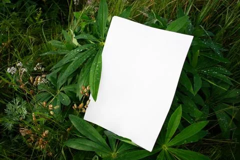 Mockup of white A4 sheet in field green plants. Layout of poster Photos