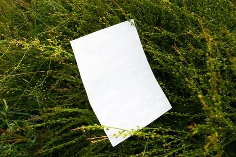 Mockup of white A4 sheet in field green plants. Layout of poster 库存照片
