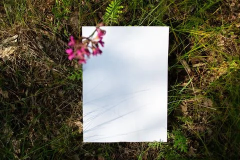 Mockup of white A4 sheet in field green plants with a purple wildflower Stockfoto's