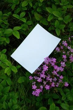 Mockup of white A4 sheet in grass with purple meadow flowers Stock Photos