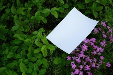 Mockup of white A4 sheet in grass with purple meadow flowers Stock Photos