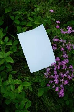 Mockup of white A4 sheet in grass with purple meadow flowers Stock Photos