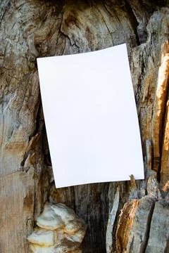 Mockup of white A4 sheet of paper in the hollow of an old oak tree Stock-Fotos