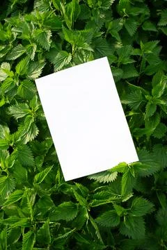 Mockup of a white A4 sheet of paper on nettle urtica dioica herbal leaf 写真素材