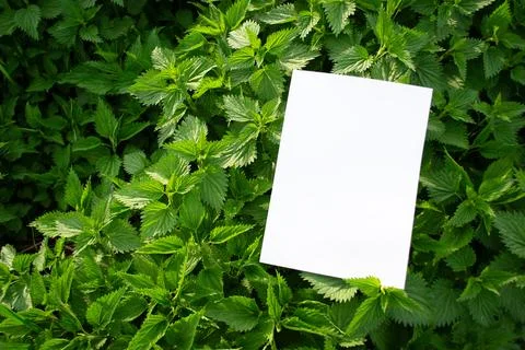 Mockup of a white A4 sheet of paper on nettle urtica dioica herbal leaf Fotos de archivo