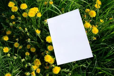 Mockup of a white A4 sheet of paper on on yellow dandelion flowers 写真素材