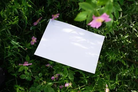 Mockup of white A4 sheet in shrubbery with rosehip flowers Фото