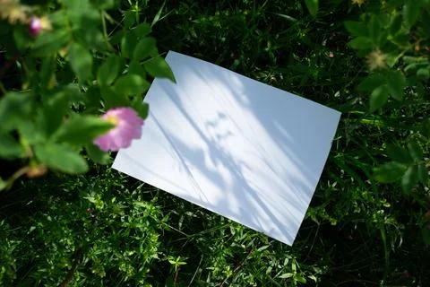 Mockup of white A4 sheet in shrubbery with rosehip flowers Фото
