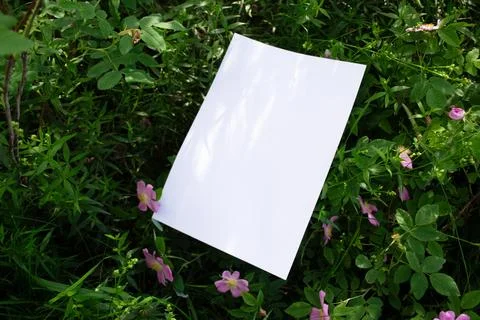 Mockup of white A4 sheet in shrubbery with rosehip flowers Stockfoto's