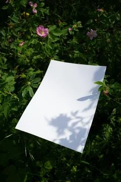 Mockup of white A4 sheet in shrubbery with rosehip flowers Photos