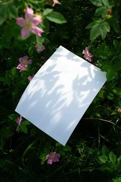 Mockup of white A4 sheet in shrubbery with rosehip flowers Photos
