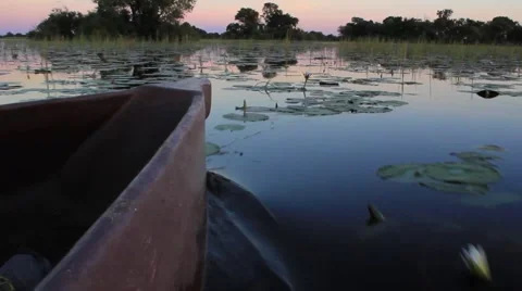 Mocoro front Stock Footage 1087080