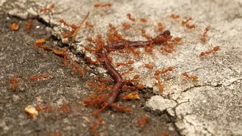 Mod X Video stock 252430860