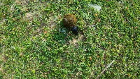 Mode of life of dung-beetle, bug rolls doppings ball on green grass top view Stock Footage 126265087