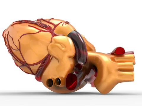 Model of artificial human heart 3d rendering Stock Illustration