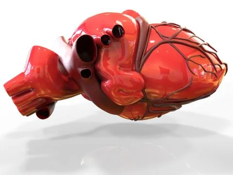 Model of artificial human heart 3d rendering 库存插图