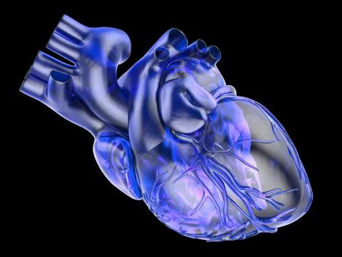 Model of artificial human heart Stock Illustration