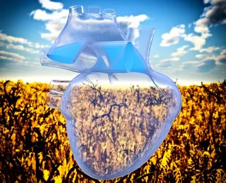 Model of artificial human heart - x-rayed Illustrazione stock