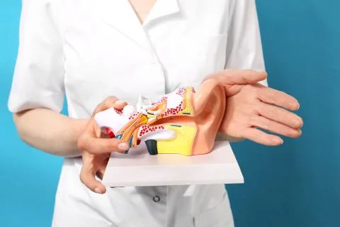 Model of the auditory system Foto stock