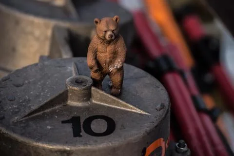 Model bear 库存照片