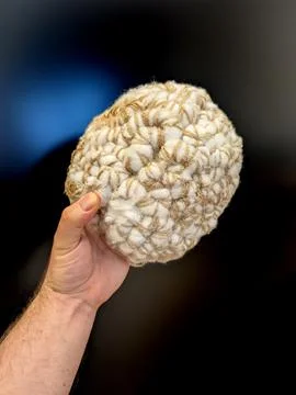 Model of brain in human hand Stock Photos