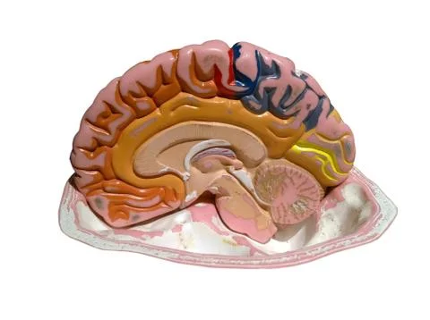 Model of a brain Stock Photos