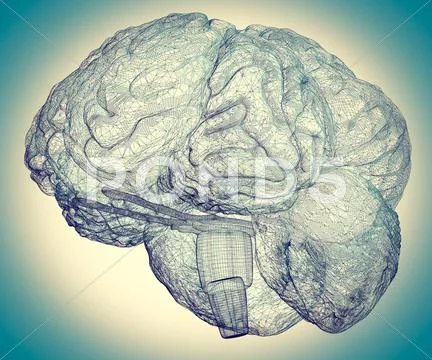 Model brain in projections , body structure, wire model ~ Clip Art ...