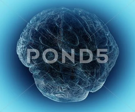 Model brain in projections , body structure, wire model ~ Clip Art ...